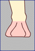 Sprunggelenk
